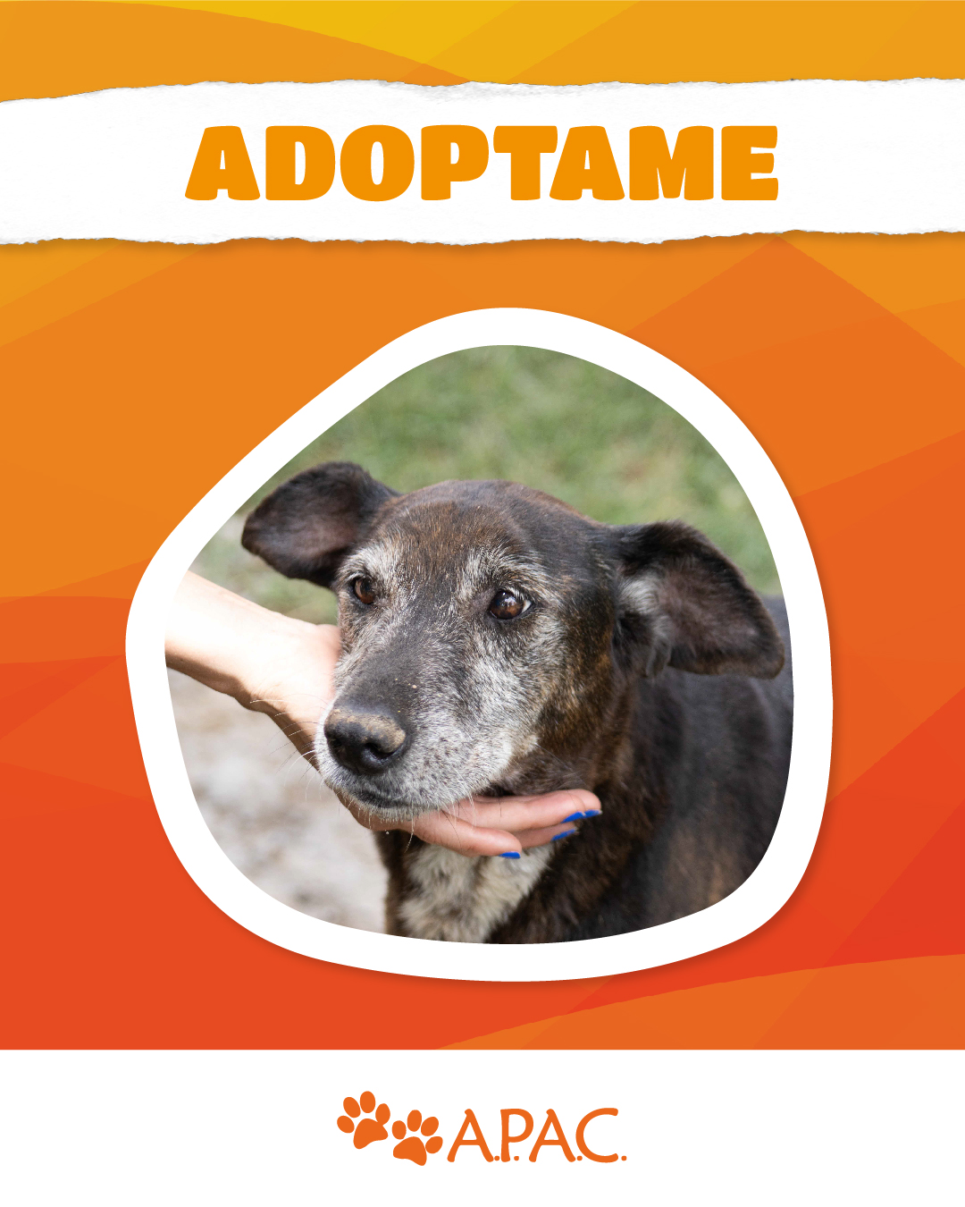 Lara - Perro mestizo para adopción en Campana