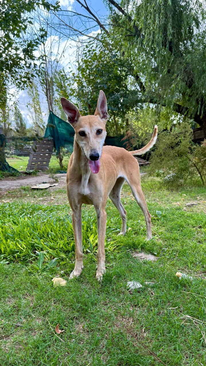 Atenea