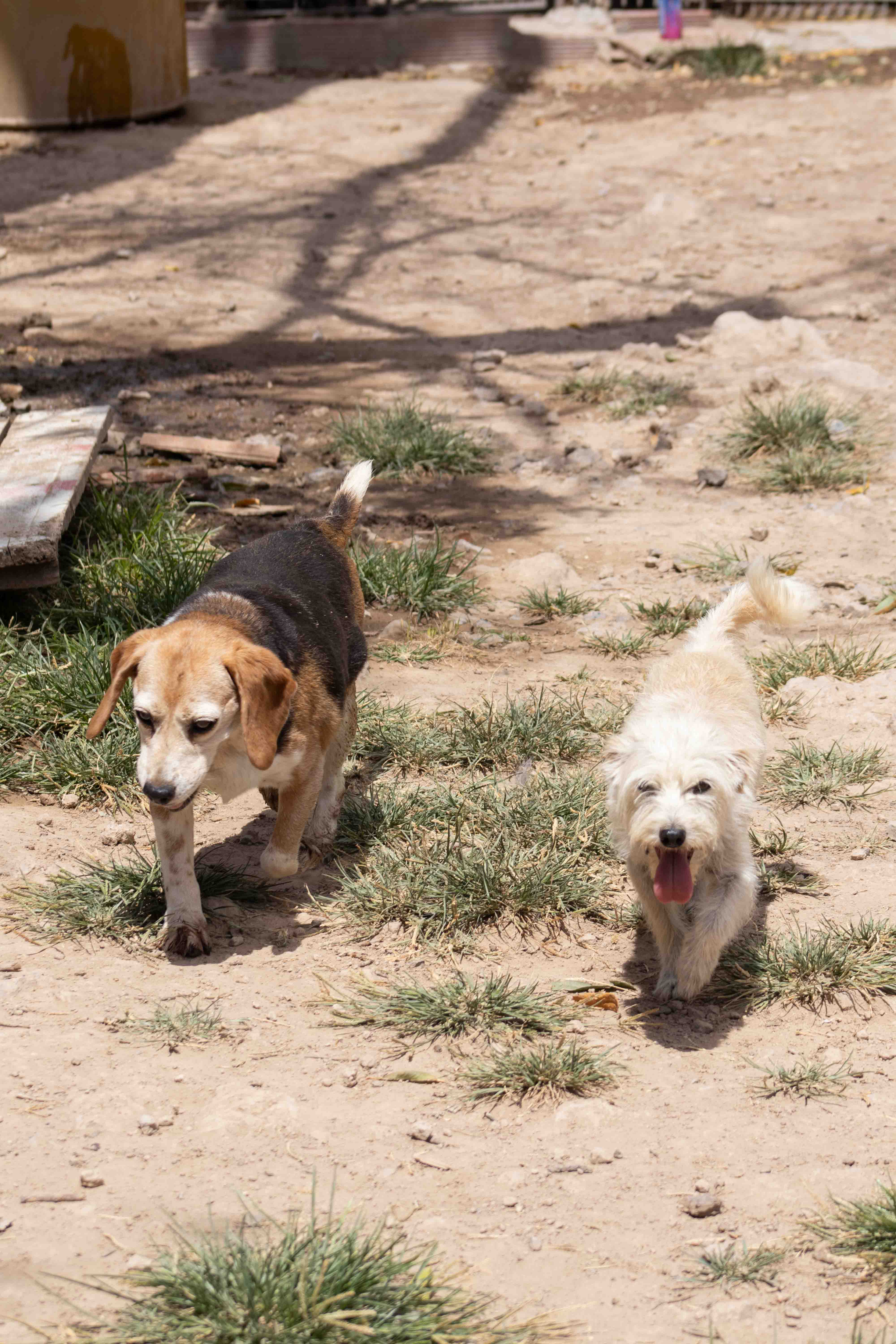 Greta y Pirincho