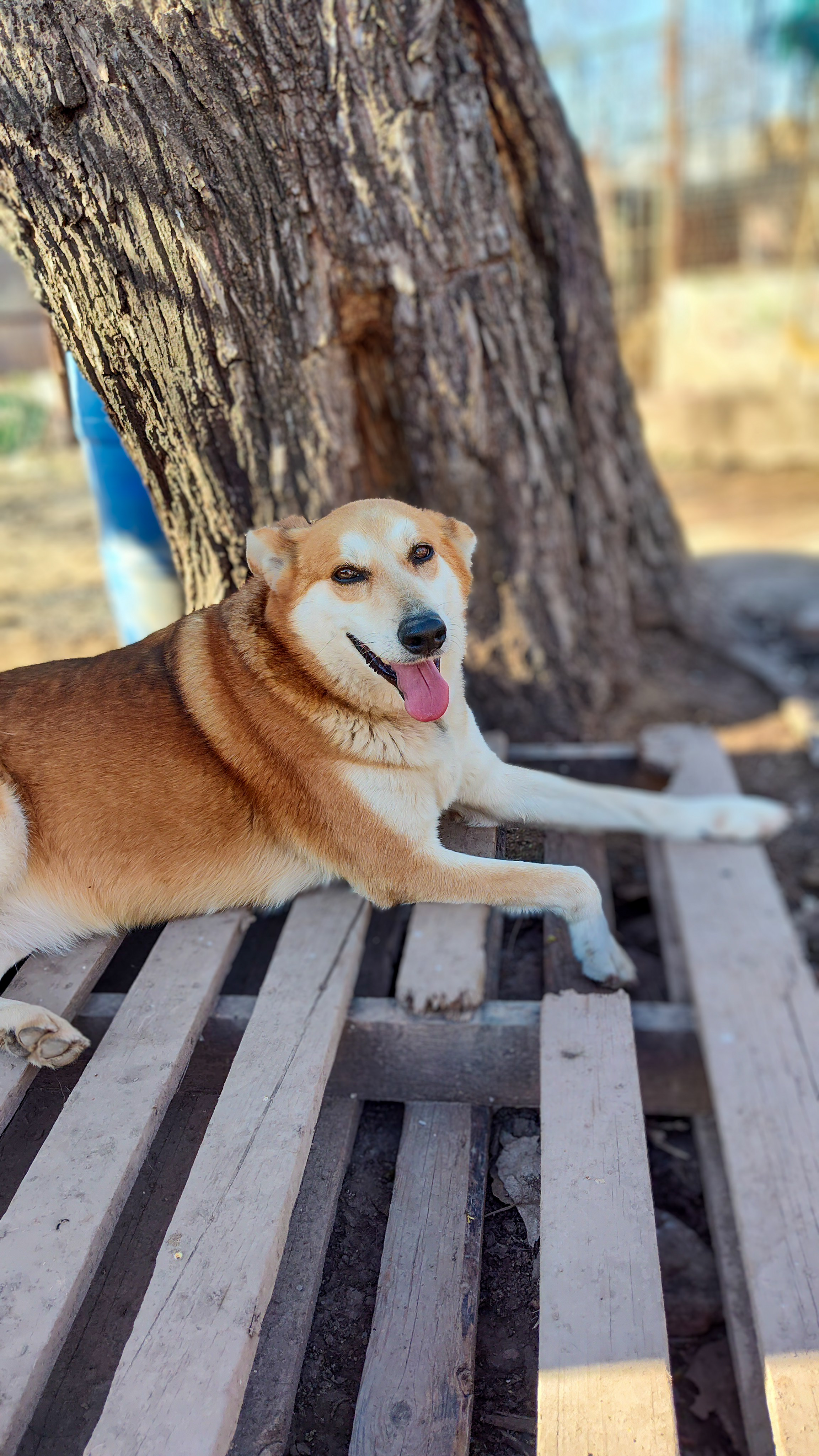 Kimba