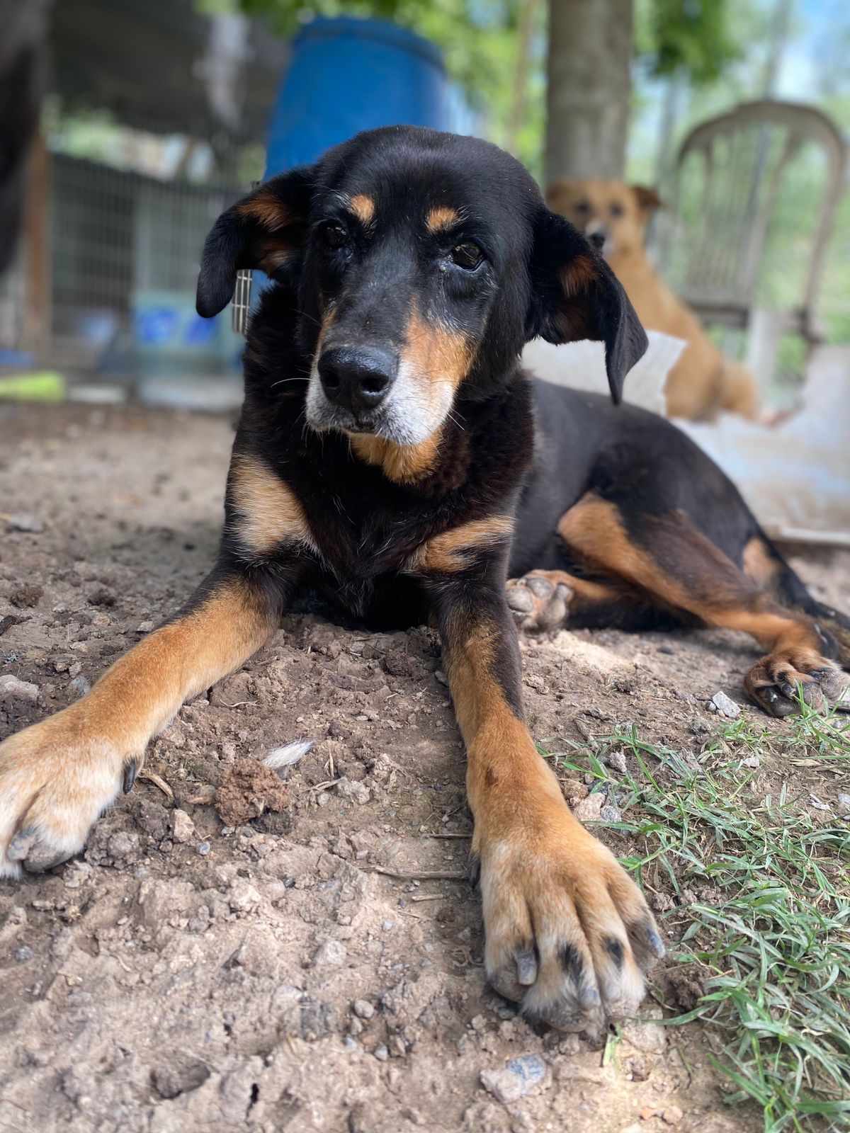 Dulce