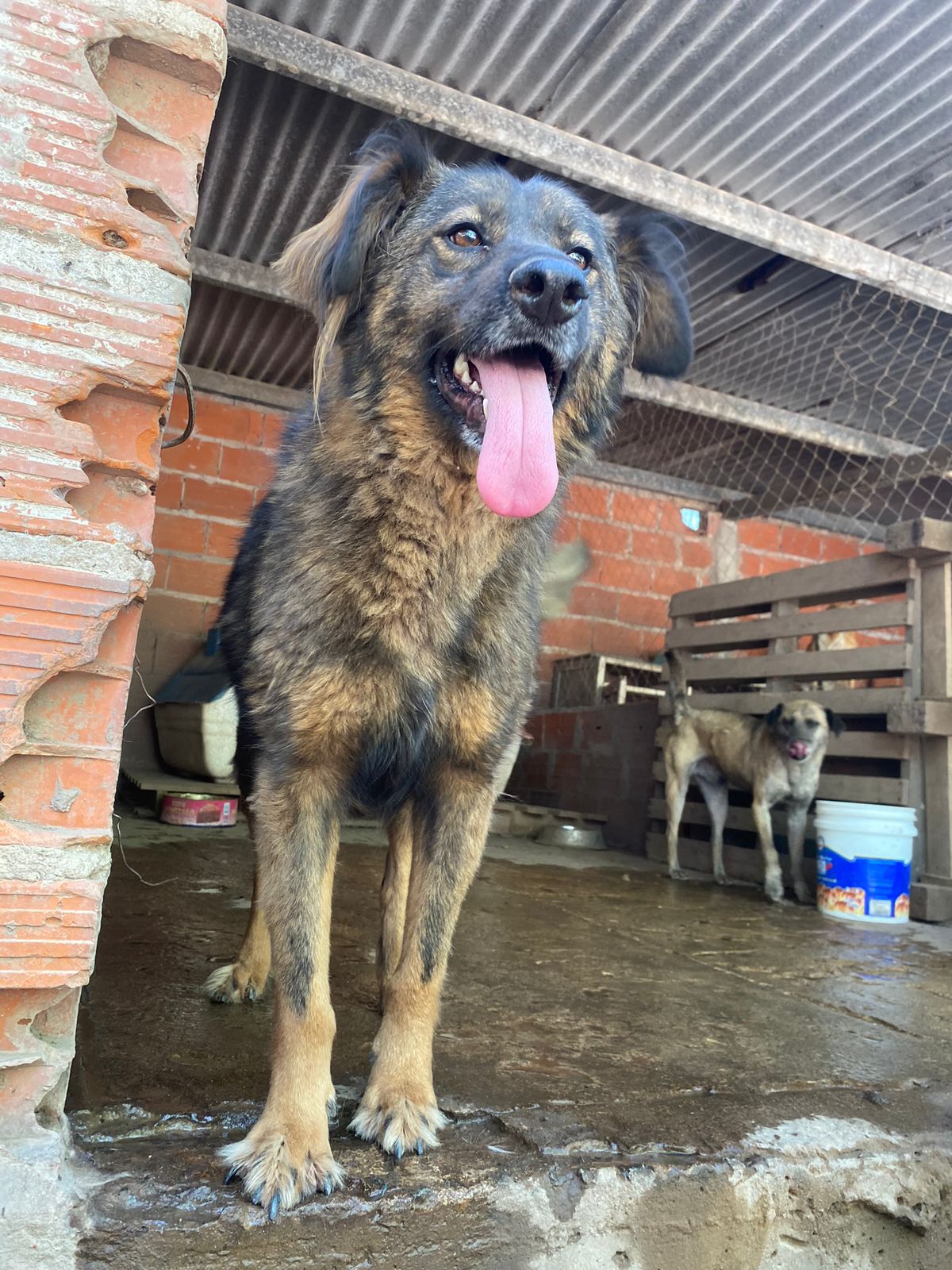 Lila