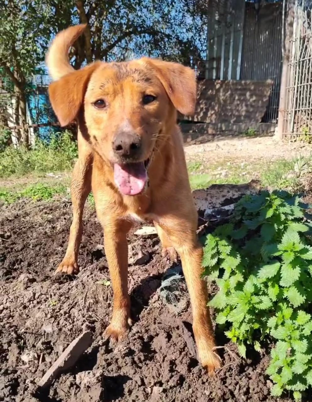 Pumba