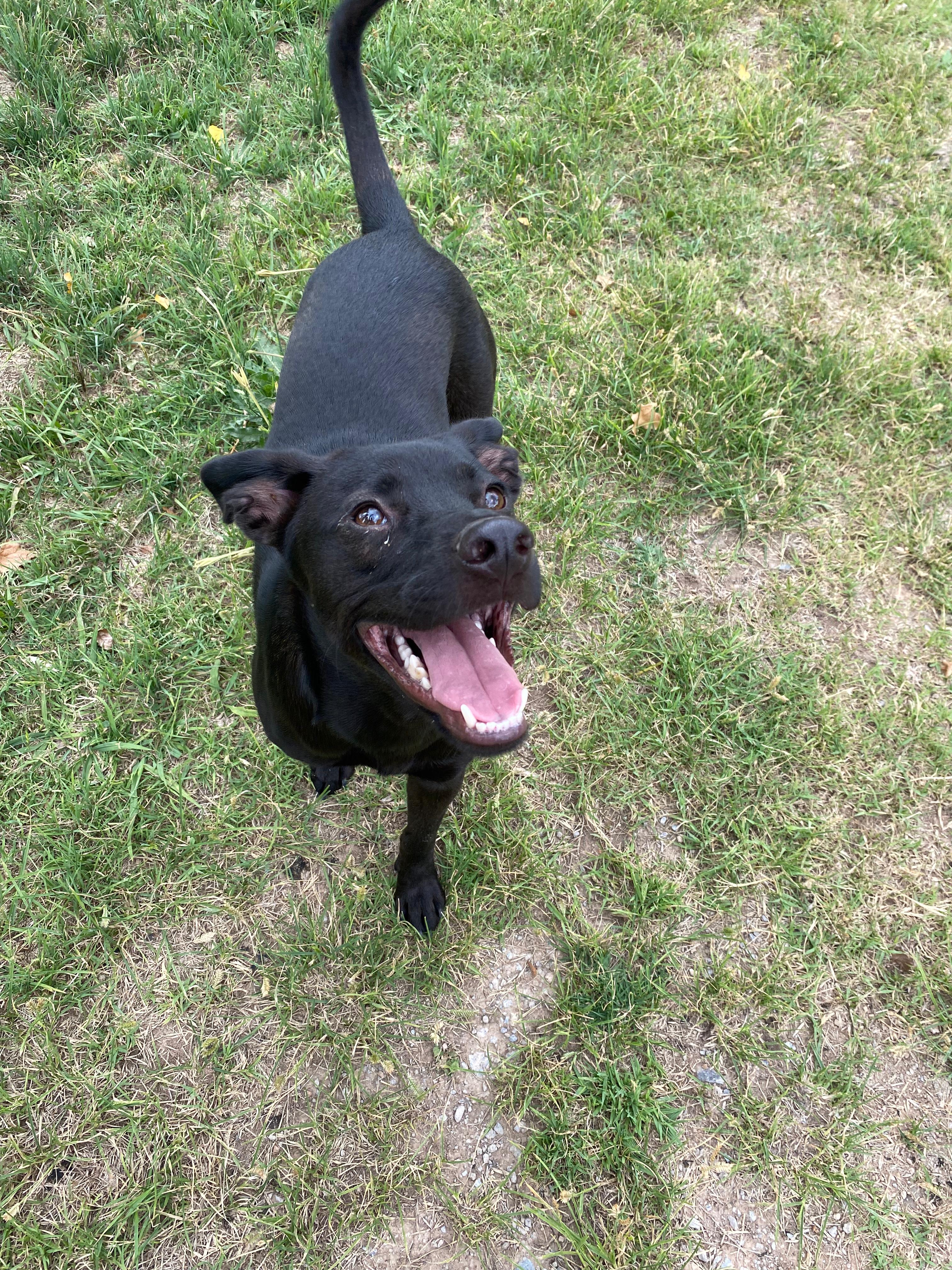 Apollo