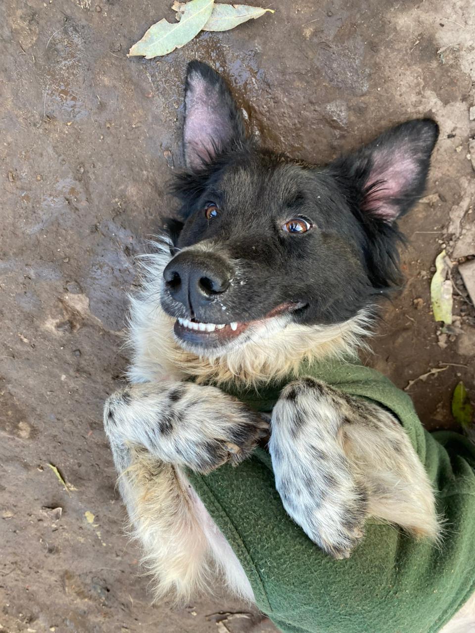 Benito