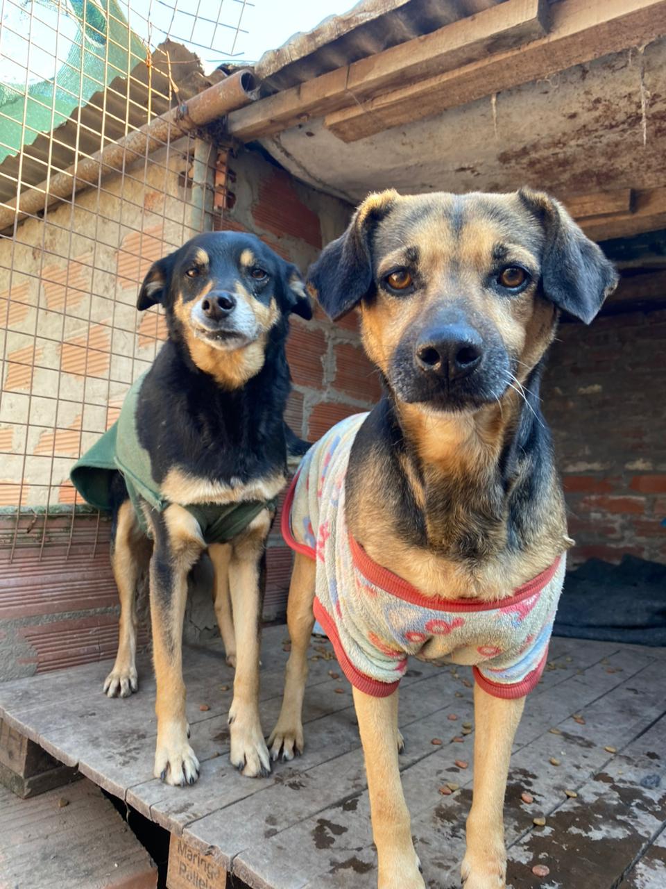 Lulú y Pitu